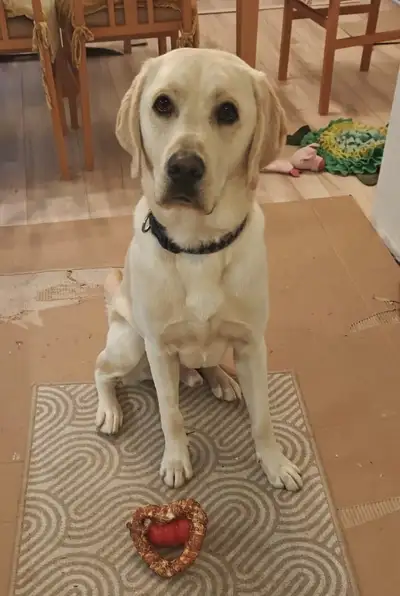 Ice sitting on a wooden floor