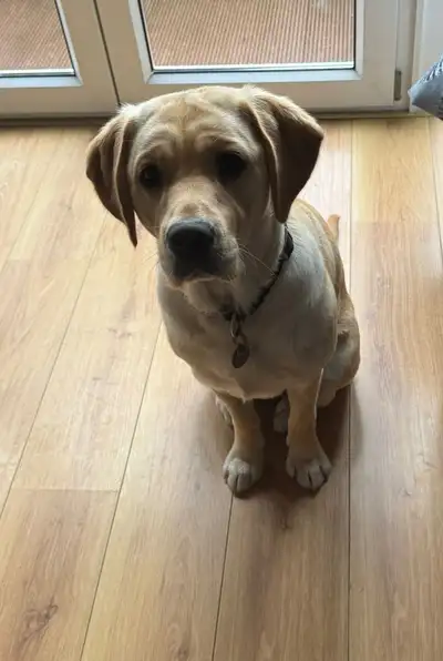 Kaba sitting on a wooden floor