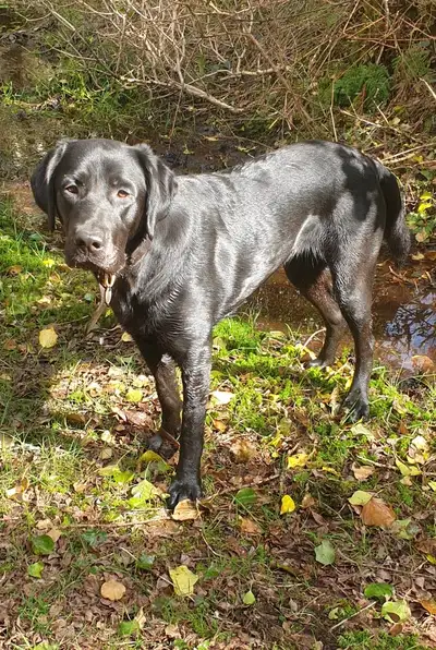 Ash standing on grass looking at the camera