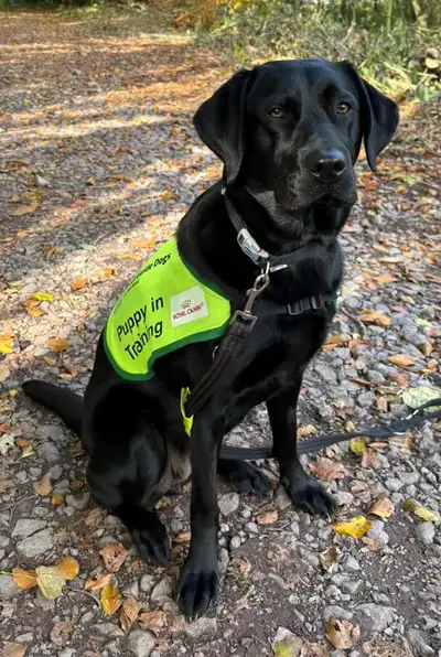 Irish sitting on a path