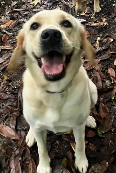 Gloria sitting on bark looking up to the camera