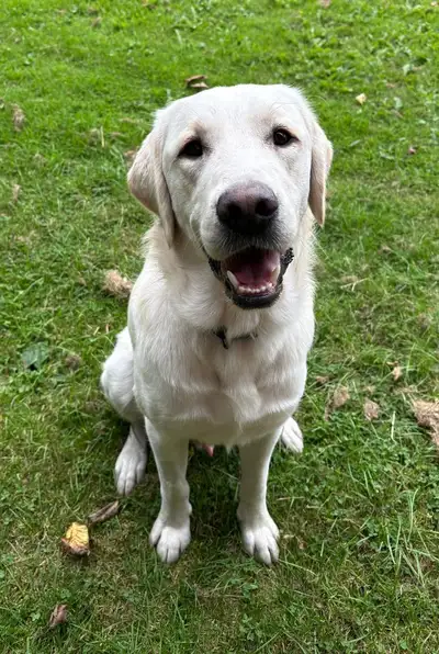 Gunther sitting on grass