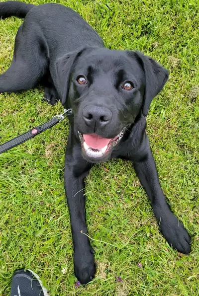 Jaffer lying on grass