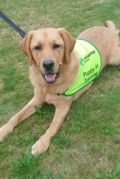 Elliot lying on grass
