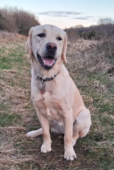 Farrow sitting on grass