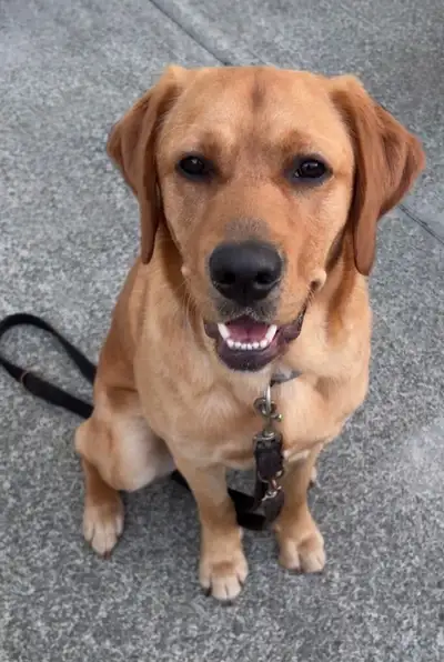 Eske sitting on a path looking up to camera