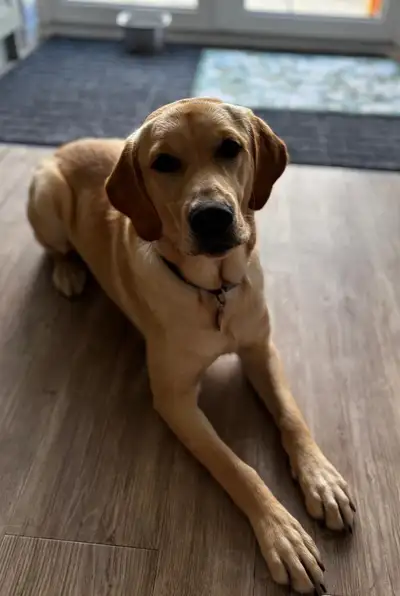 Feju lying on a wooden floor looking up to camera